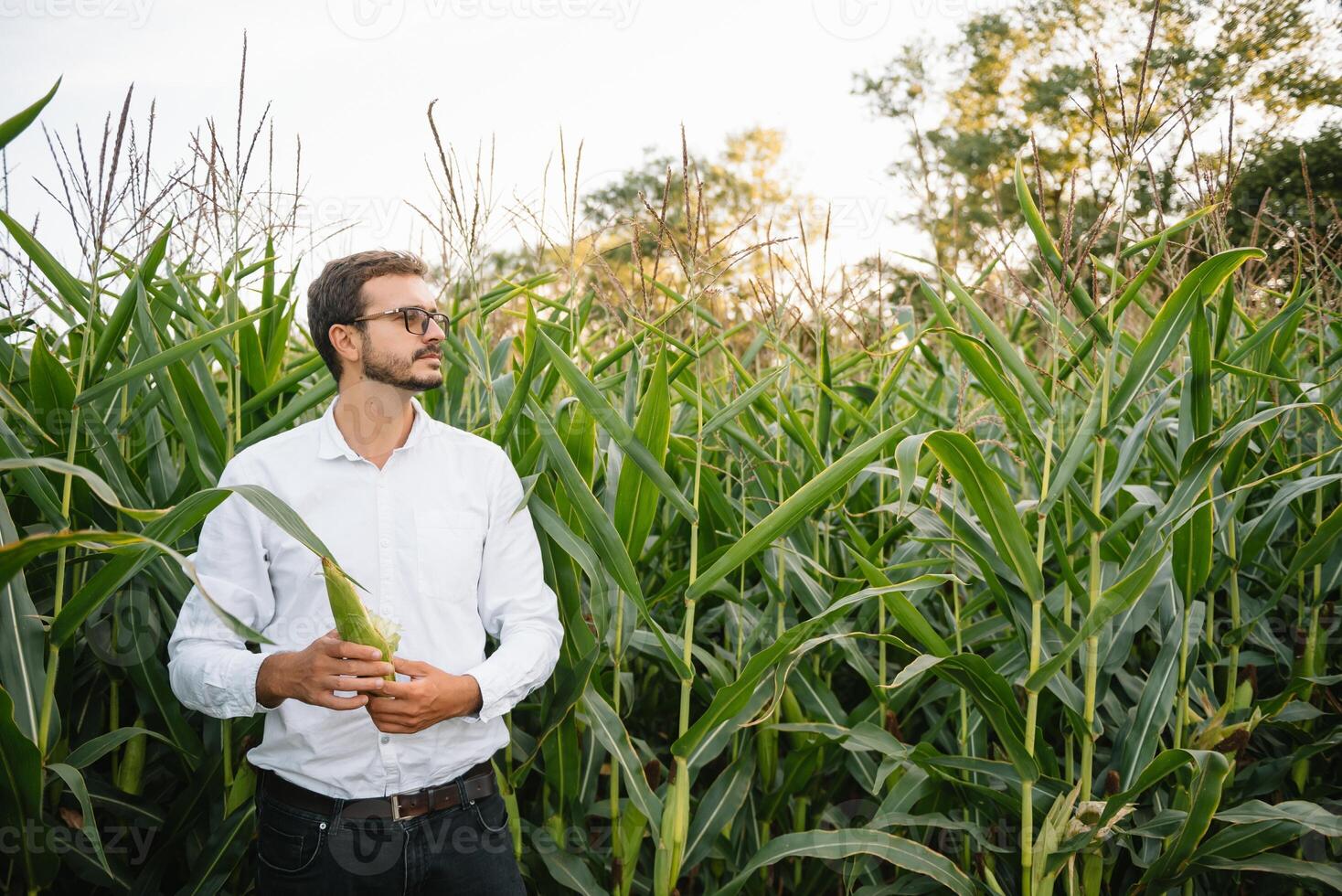 retrato do uma lindo jovem agricultor trabalhando dentro a campo, feliz, dentro uma camisa, milho campo. foto