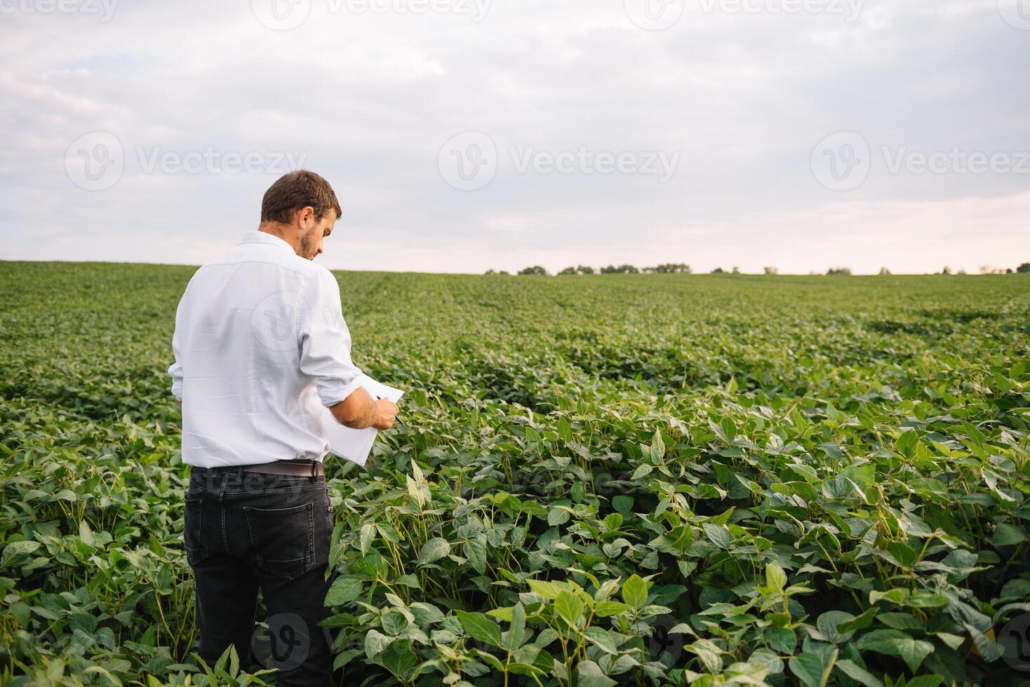 agrônomo inspecionando soja feijão cultivo crescendo dentro a Fazenda campo. agricultura Produção conceito. agronegócio conceito. agrícola engenheiro em pé dentro uma soja campo foto