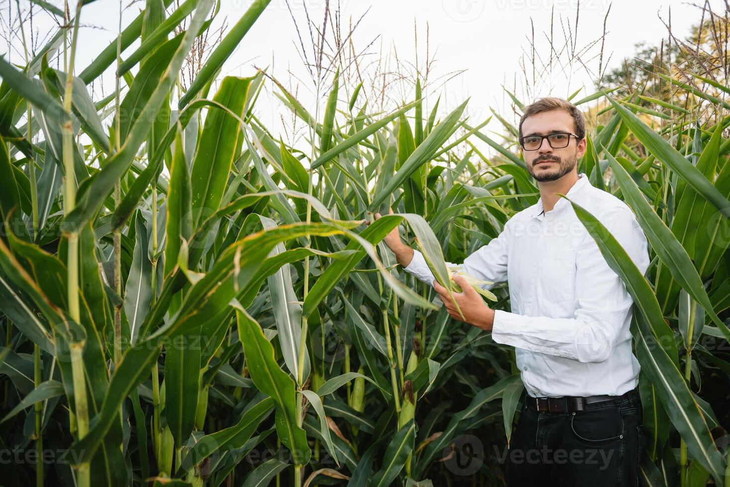 feliz agricultor dentro a campo verificação milho plantas durante uma ensolarado verão dia, agricultura e Comida Produção conceito foto