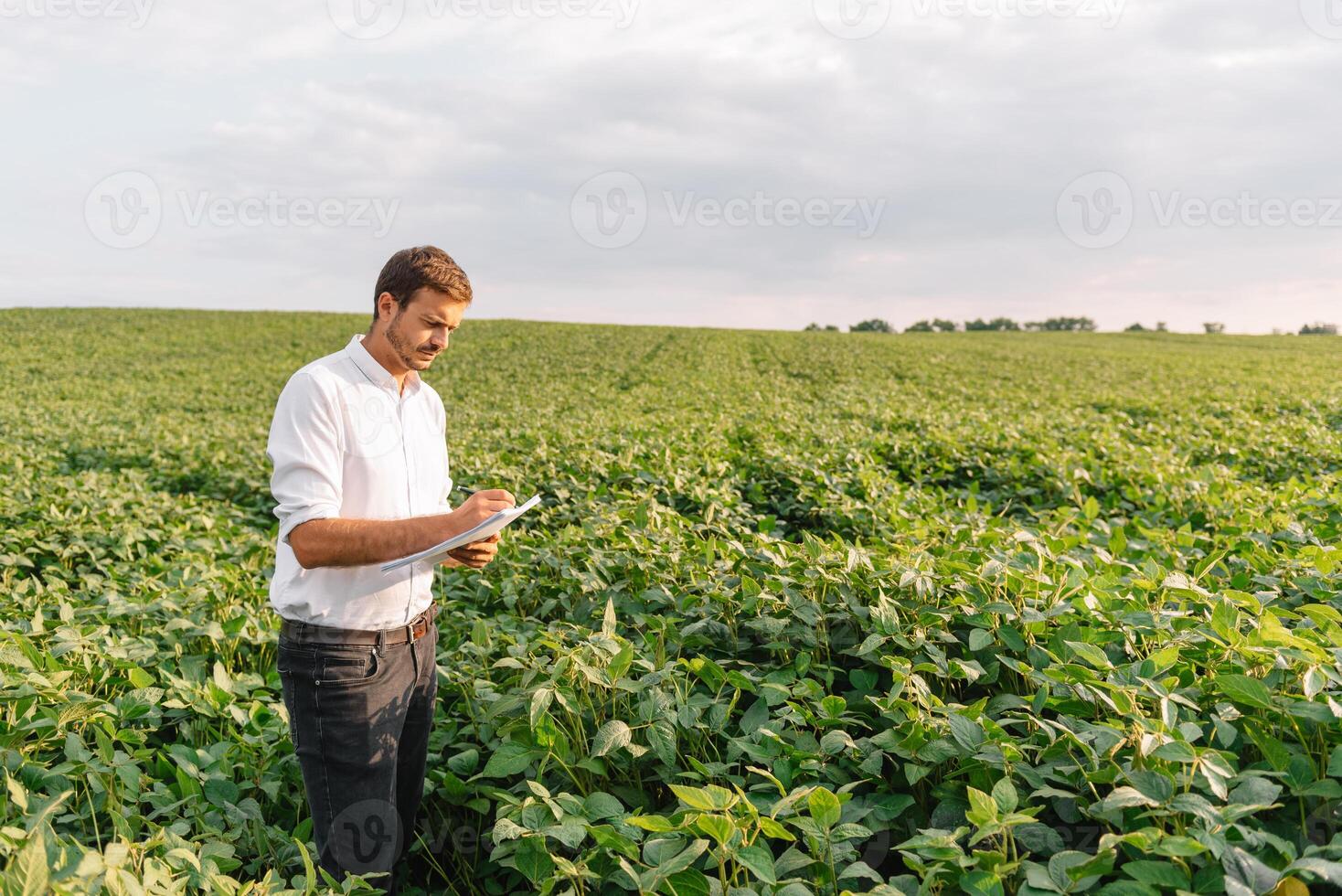 agrônomo inspecionando soja feijão cultivo crescendo dentro a Fazenda campo. agricultura Produção conceito. agronegócio conceito. agrícola engenheiro em pé dentro uma soja campo foto