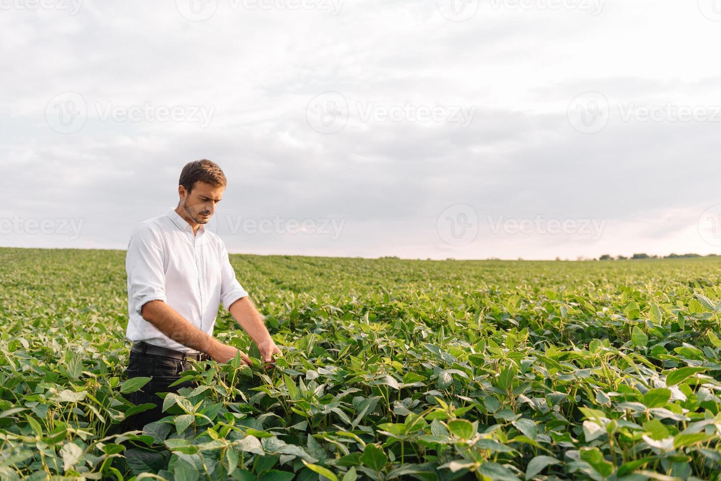 agrônomo inspecionando soja feijão cultivo crescendo dentro a Fazenda campo. agricultura Produção conceito. agronegócio conceito. agrícola engenheiro em pé dentro uma soja campo foto