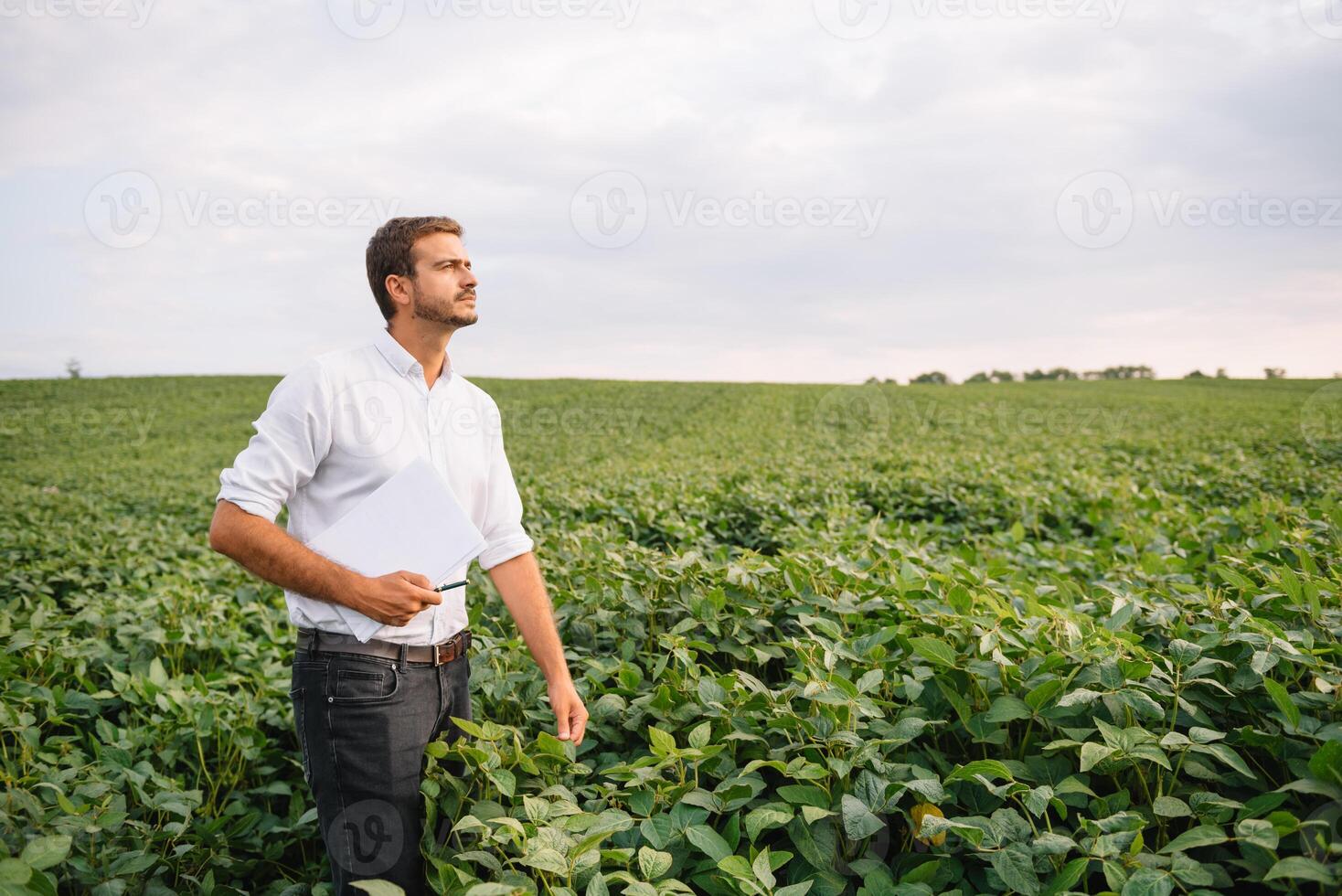 agrônomo inspecionando soja feijão cultivo crescendo dentro a Fazenda campo. agricultura Produção conceito. agronegócio conceito. agrícola engenheiro em pé dentro uma soja campo foto