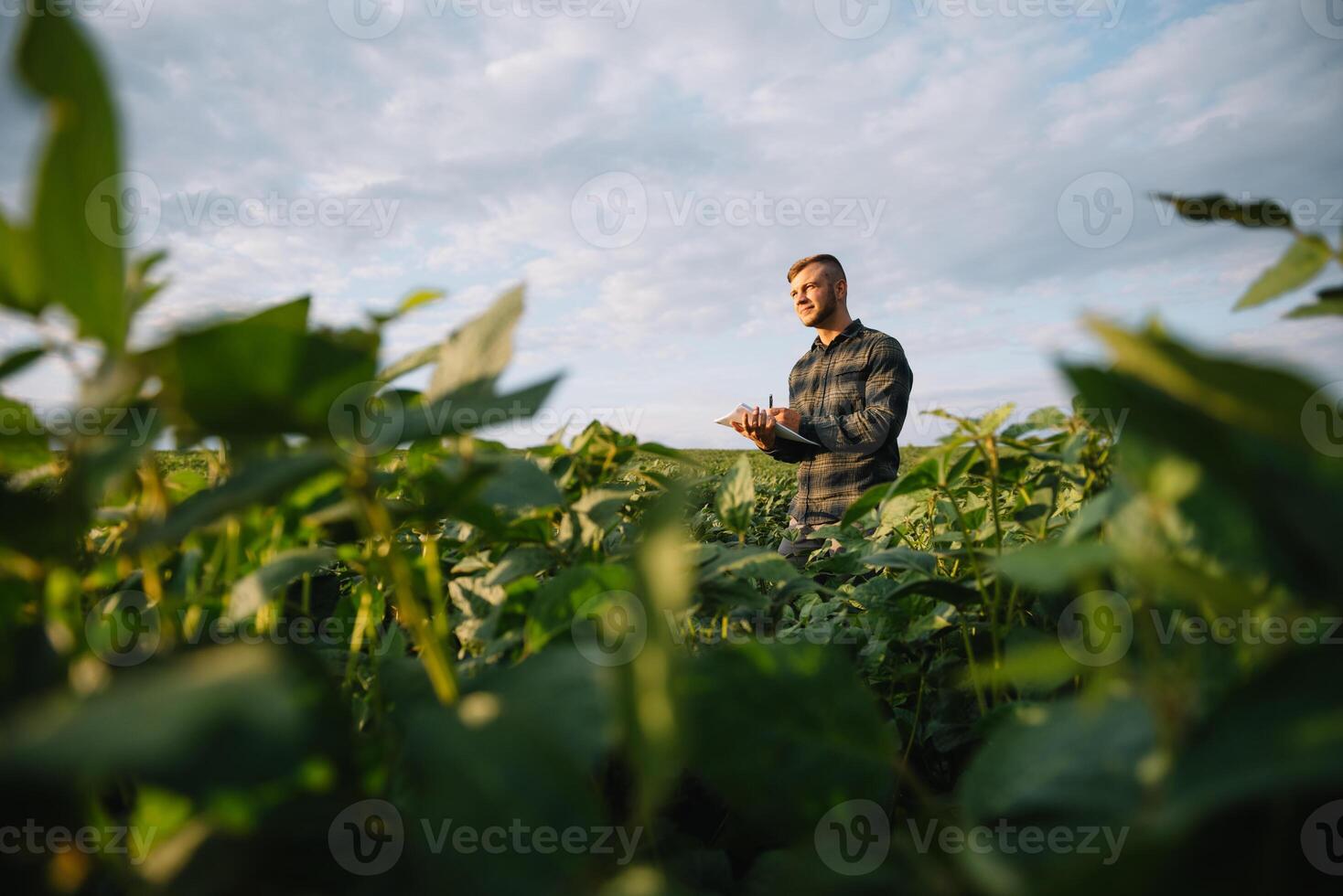 agrônomo inspecionando soja feijão cultivo crescendo dentro a Fazenda campo. agricultura Produção conceito. agronegócio conceito. agrícola engenheiro em pé dentro uma soja campo foto