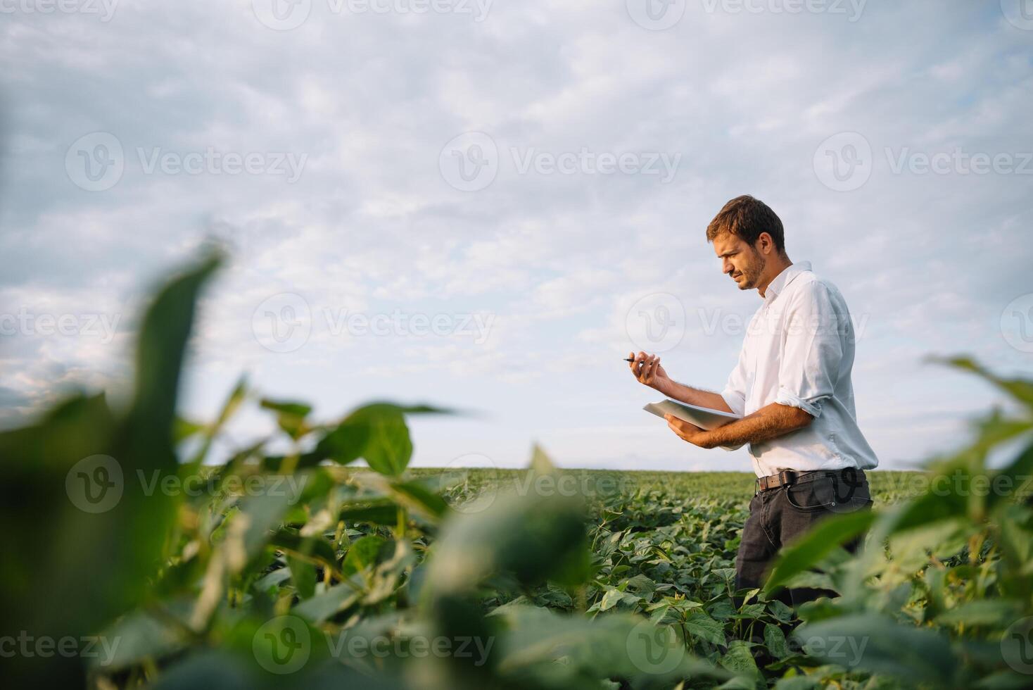 agrônomo inspecionando soja feijão cultivo crescendo dentro a Fazenda campo. agricultura Produção conceito. agronegócio conceito. agrícola engenheiro em pé dentro uma soja campo foto