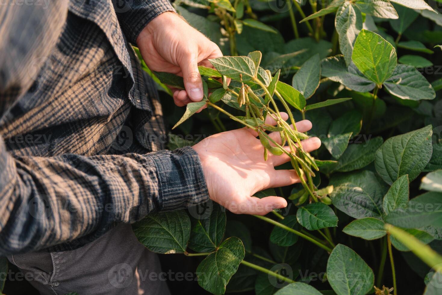 agrônomo inspecionando soja feijão cultivo crescendo dentro a Fazenda campo. agricultura Produção conceito. agronegócio conceito. agrícola engenheiro em pé dentro uma soja campo foto