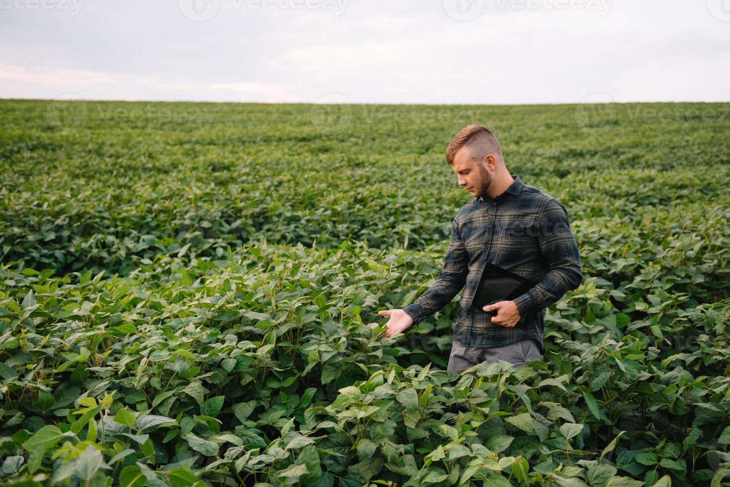 agrônomo inspecionando soja feijão cultivo crescendo dentro a Fazenda campo. agricultura Produção conceito. agronegócio conceito. agrícola engenheiro em pé dentro uma soja campo foto