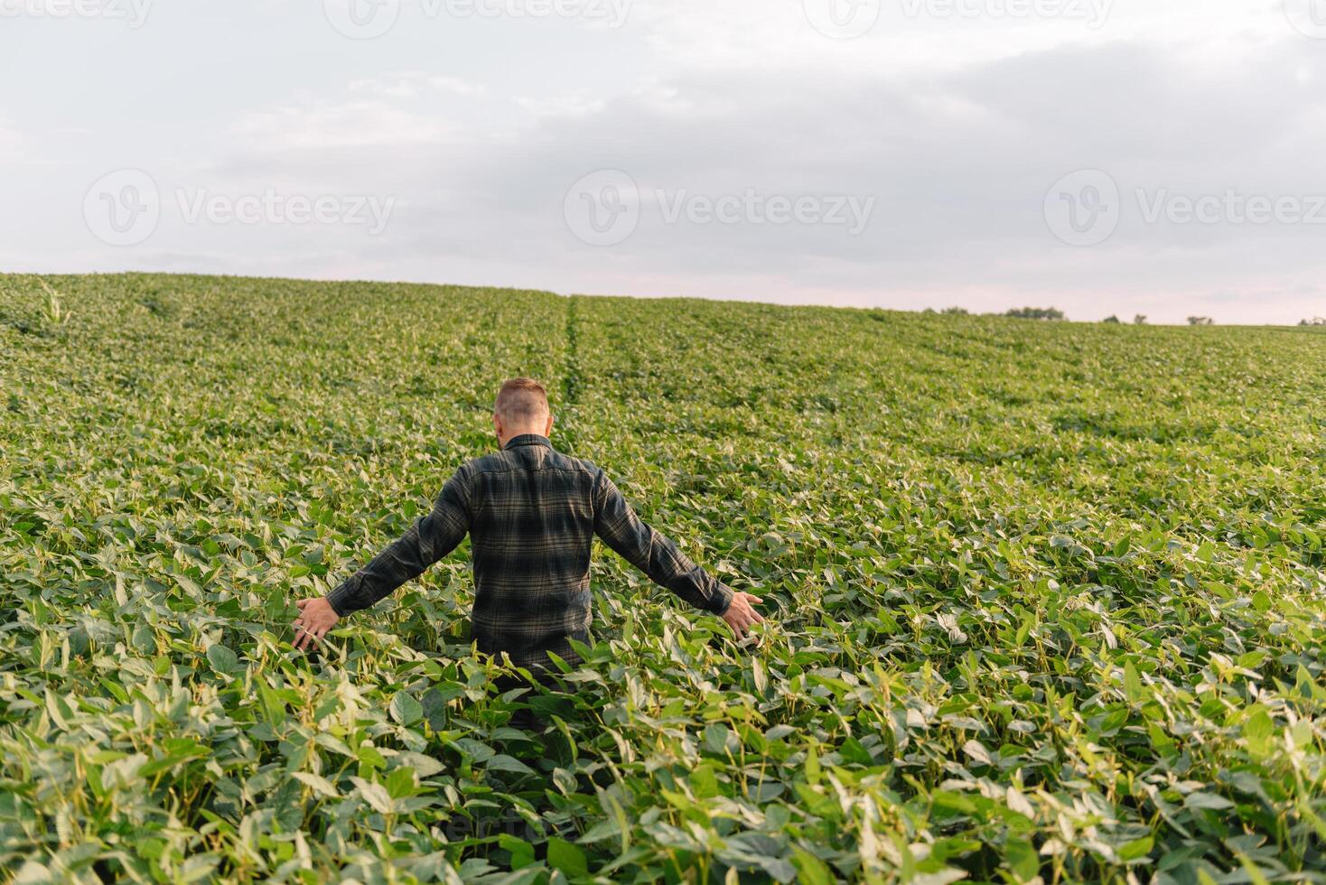 agrônomo inspecionando soja feijão cultivo crescendo dentro a Fazenda campo. agricultura Produção conceito. agronegócio conceito. agrícola engenheiro em pé dentro uma soja campo foto