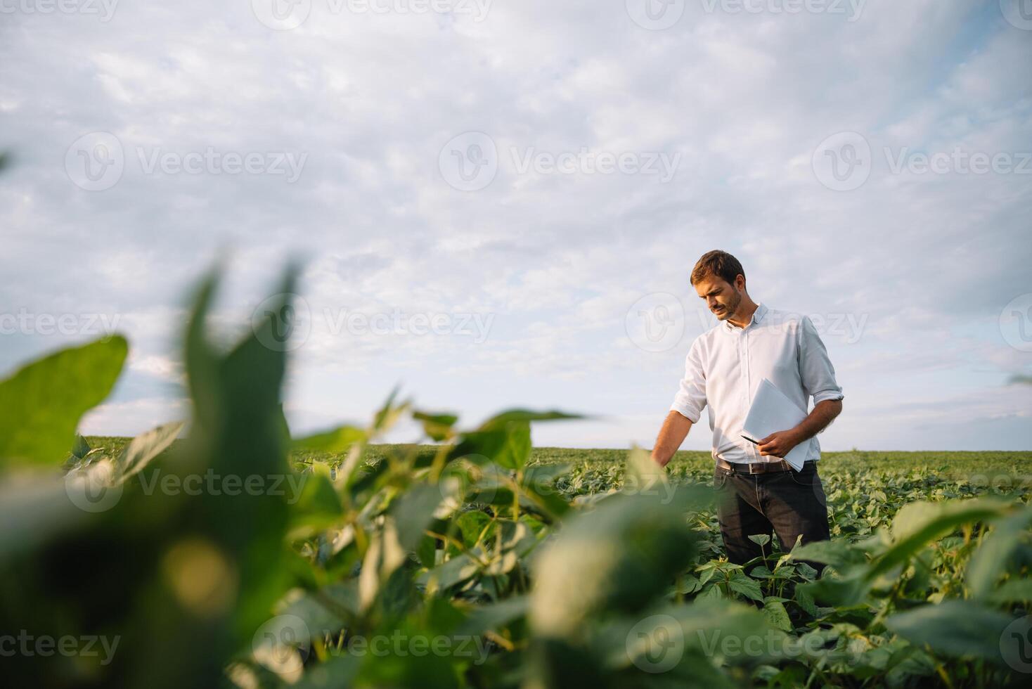 agrônomo inspecionando soja feijão cultivo crescendo dentro a Fazenda campo. agricultura Produção conceito. agronegócio conceito. agrícola engenheiro em pé dentro uma soja campo foto