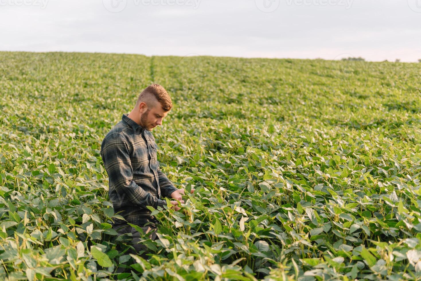 agrônomo inspecionando soja feijão cultivo crescendo dentro a Fazenda campo. agricultura Produção conceito. agronegócio conceito. agrícola engenheiro em pé dentro uma soja campo foto