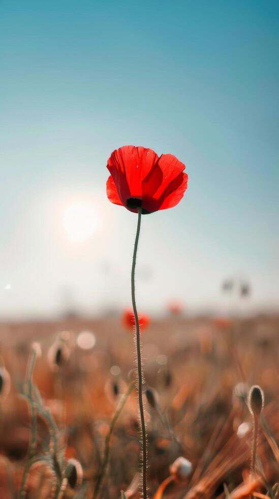 vívido vermelho papoula dentro campo foto