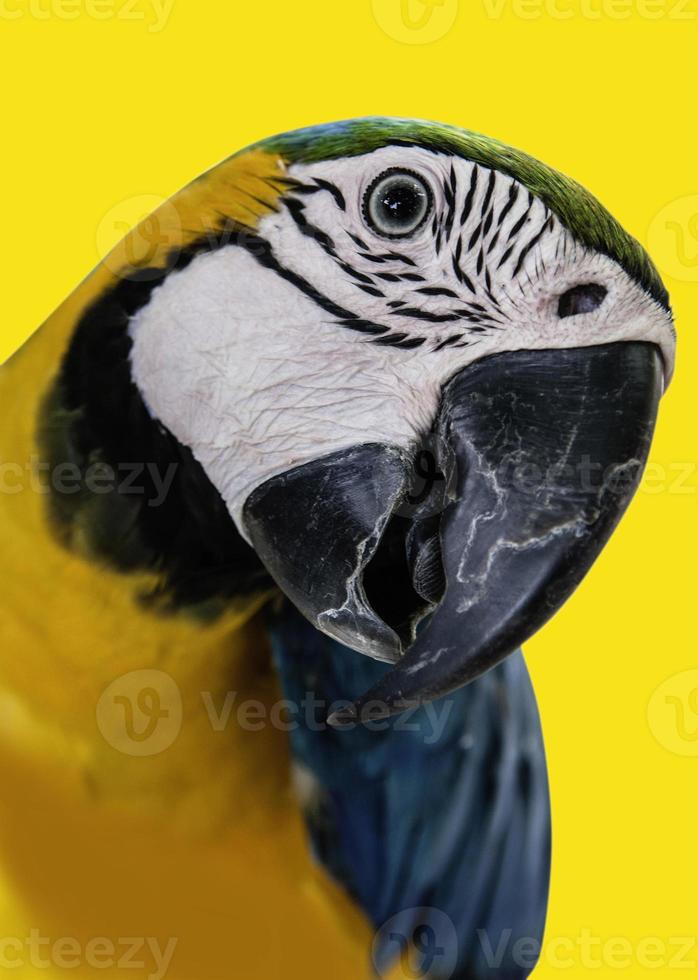 lindo papagaio de estimação pássaro arara colorido foto
