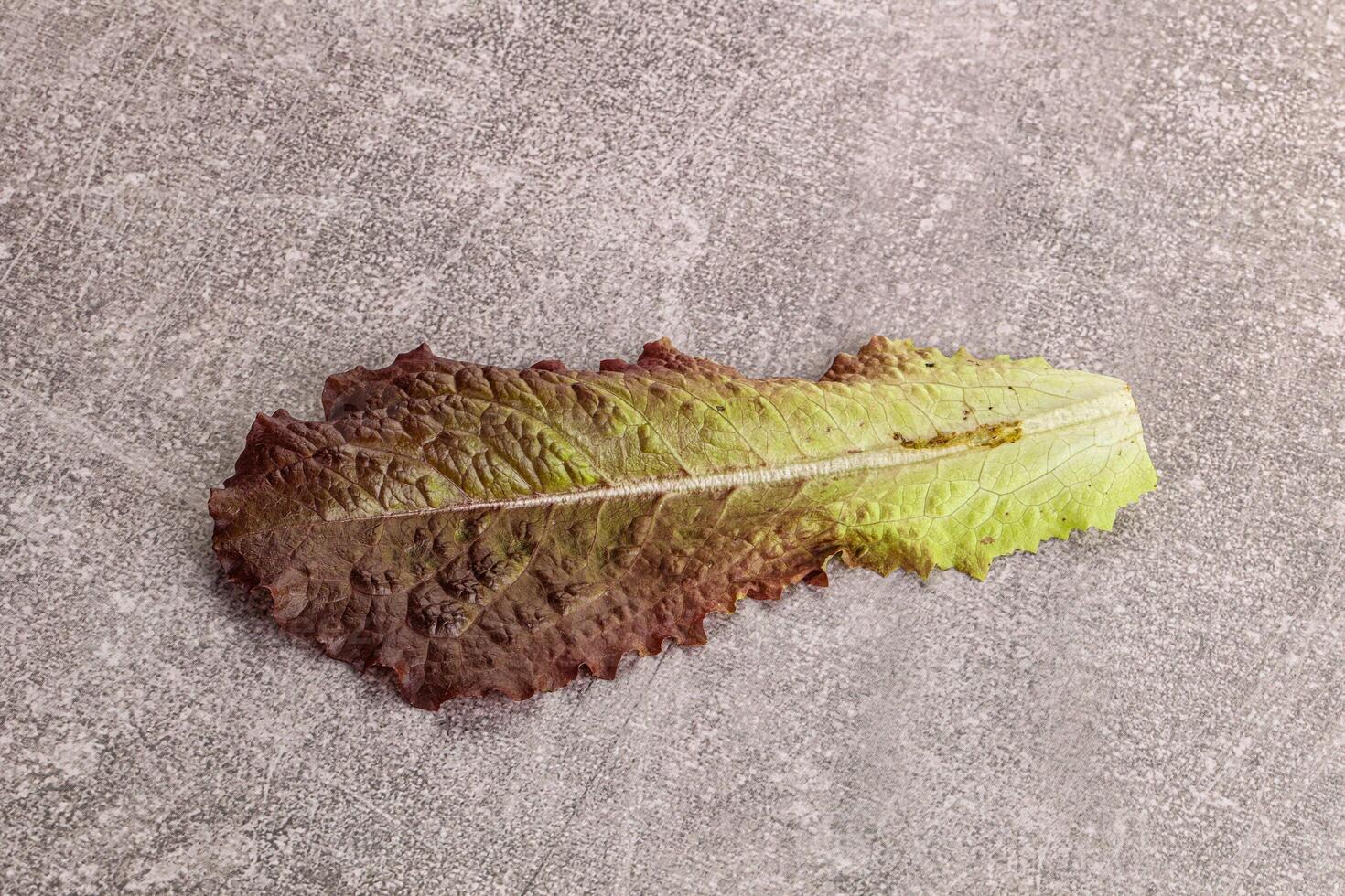 verde alface salada folha isolado foto