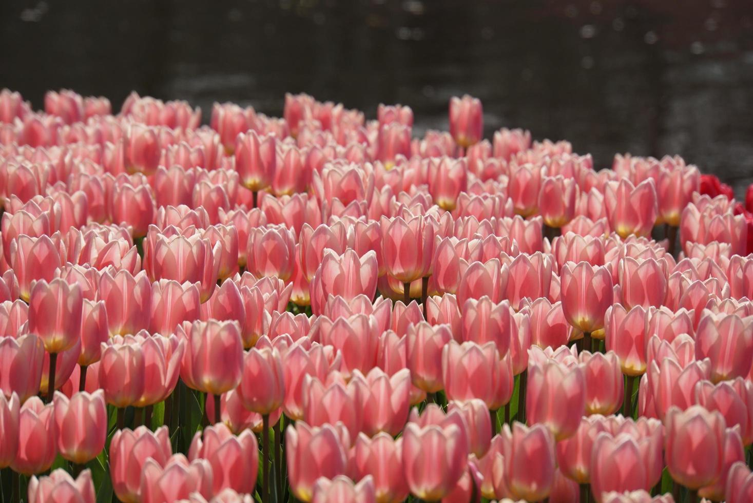 lindas tulipas cor de rosa no jardim foto