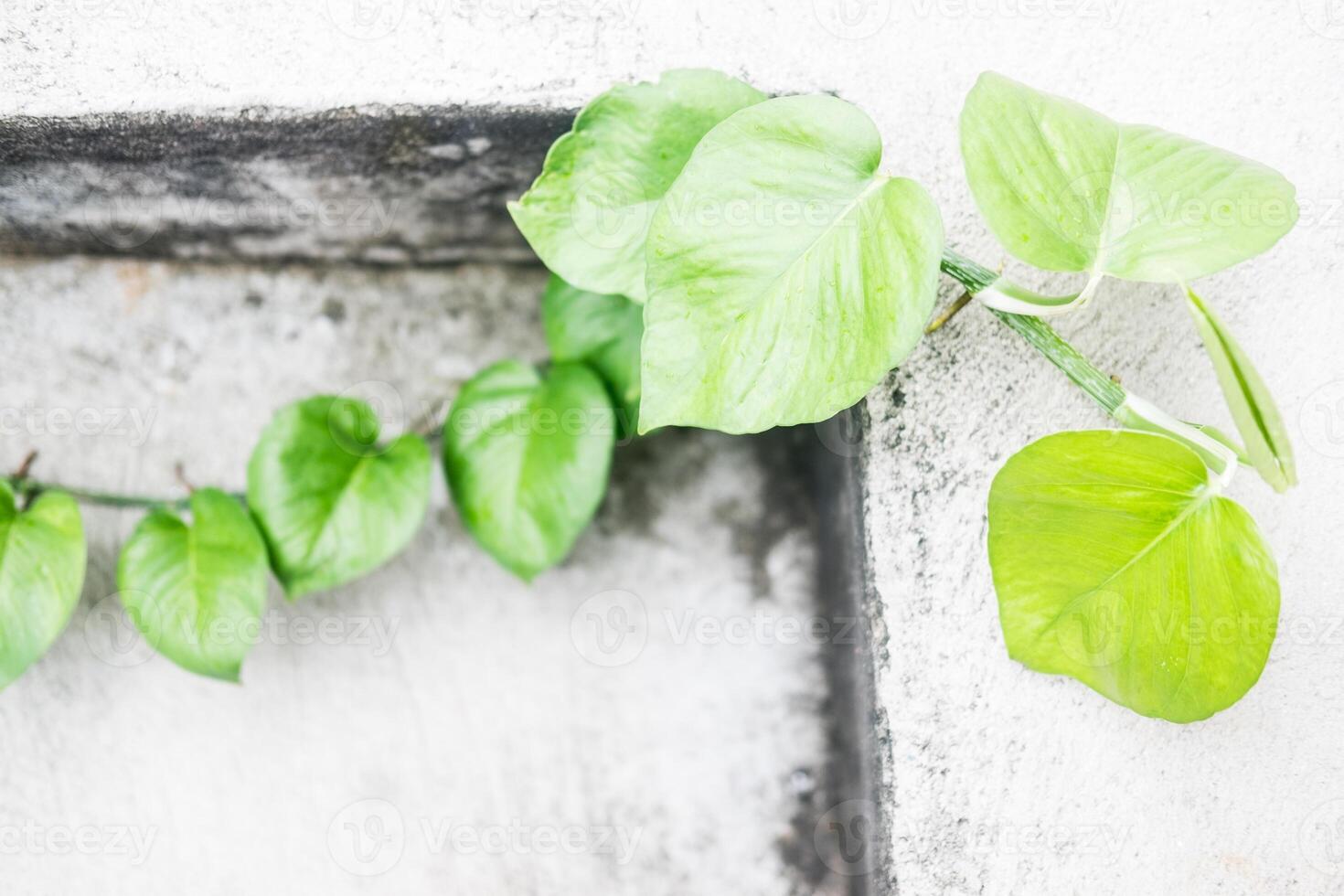 ramificado betel folhas rastejar através a parede contra uma rude cimento fundo. foto