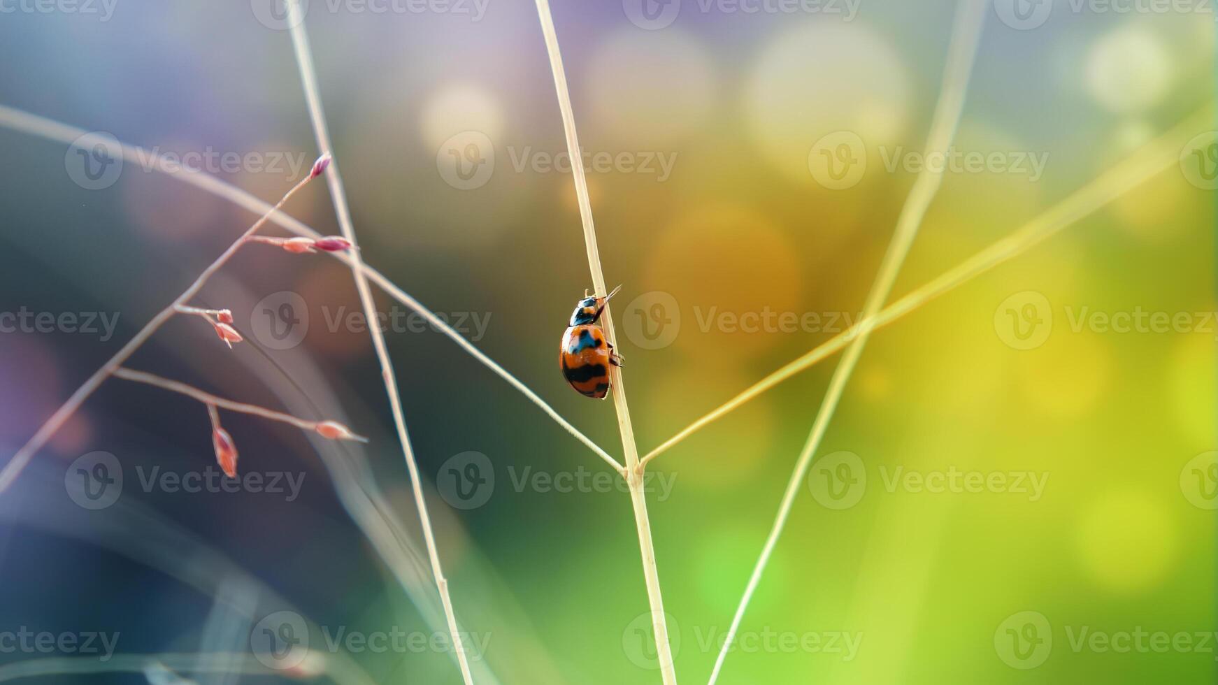 joaninha ou pequeno besouro coccinellidae foto