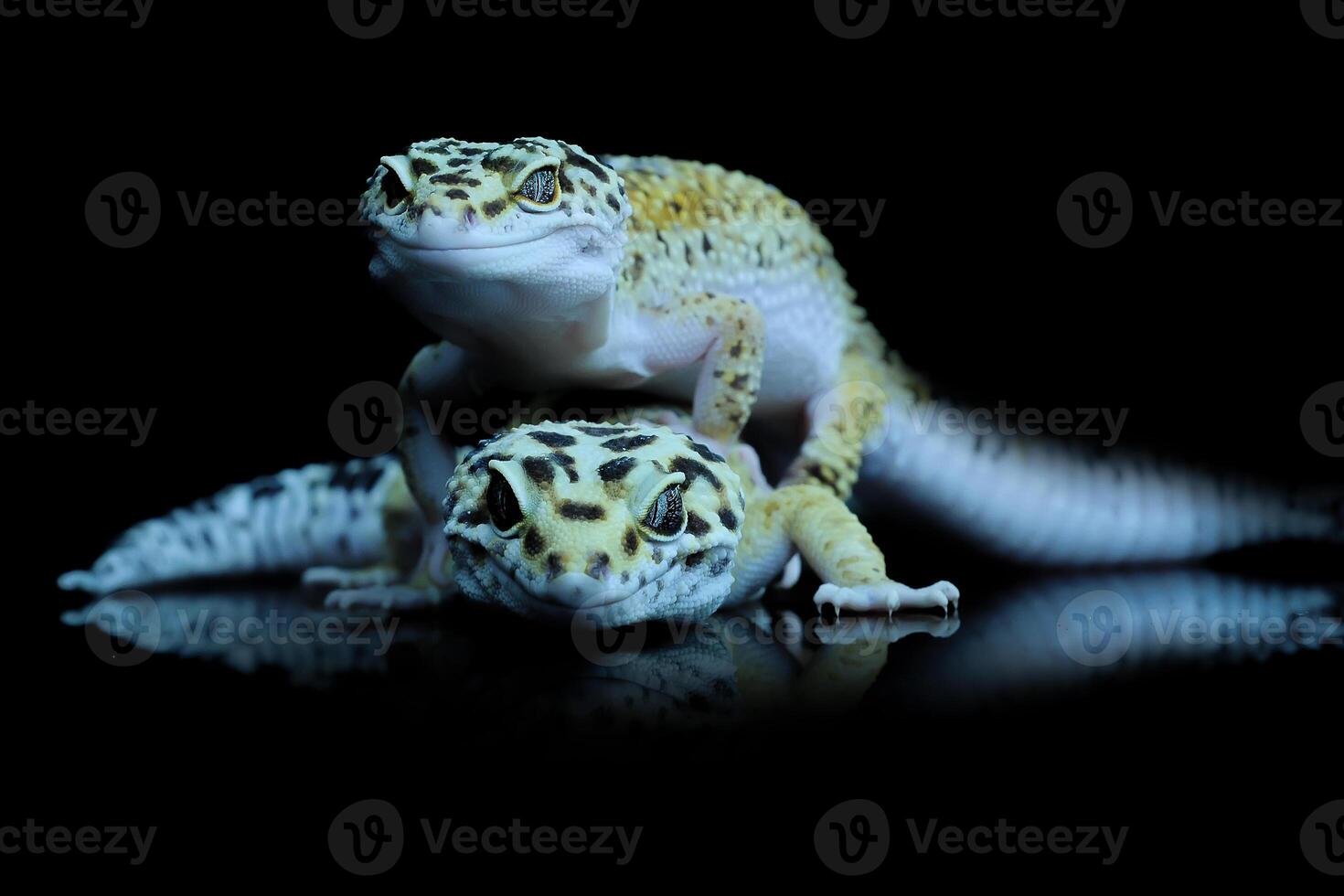 dois leopardo lagartixa ou eublepharis macularius foto