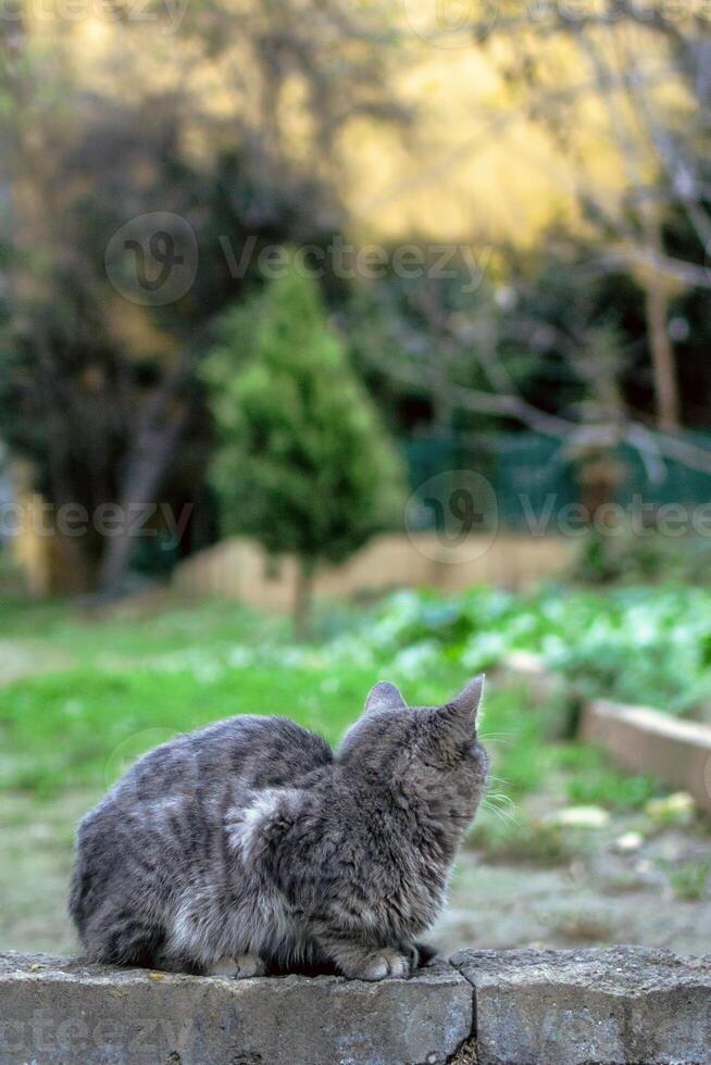 costas Visão em cinzento malhado curto cabelos sem teto gato em uma rua dentro Istambul, peru. foto