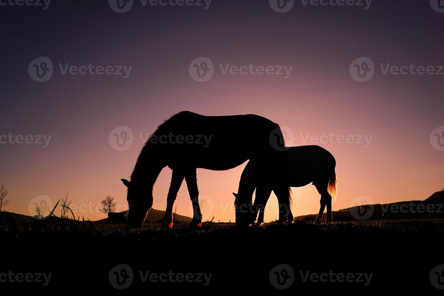 cavalo pastar dentro a Prado e pôr do sol fundo dentro horário de verão foto