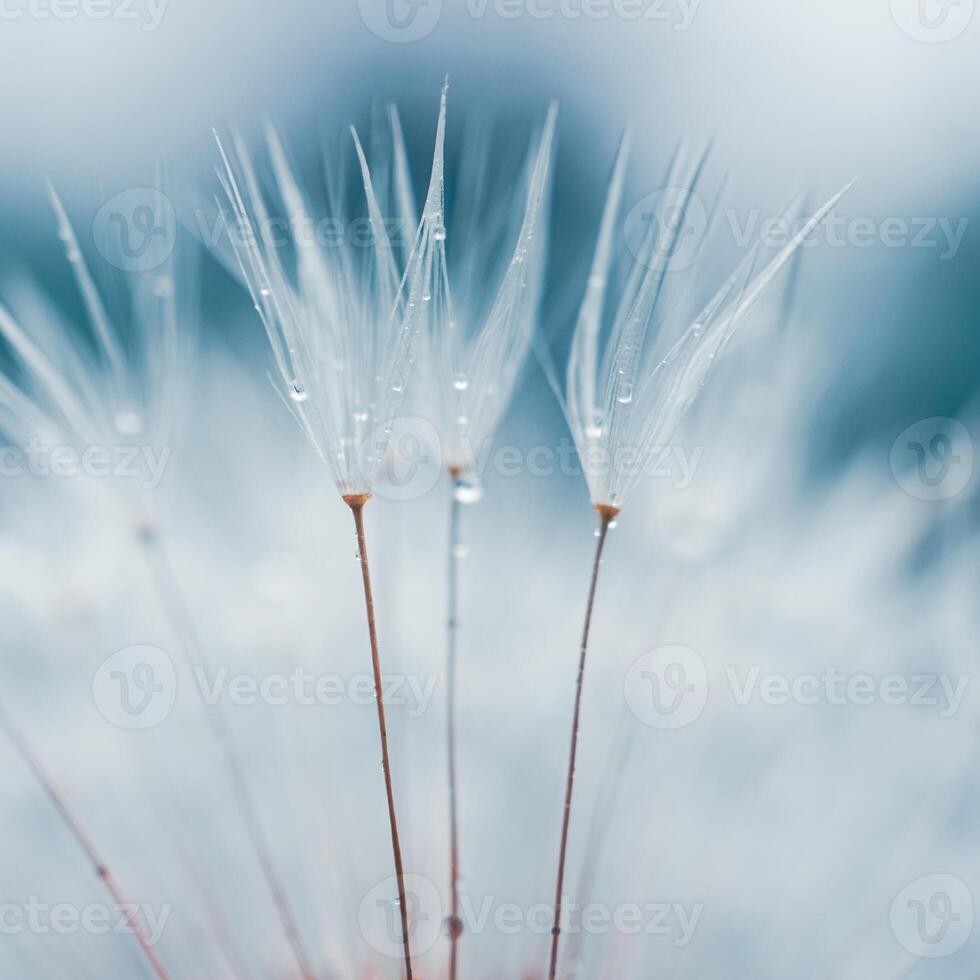 romântico dente de leão semente dentro primavera, azul fundo foto