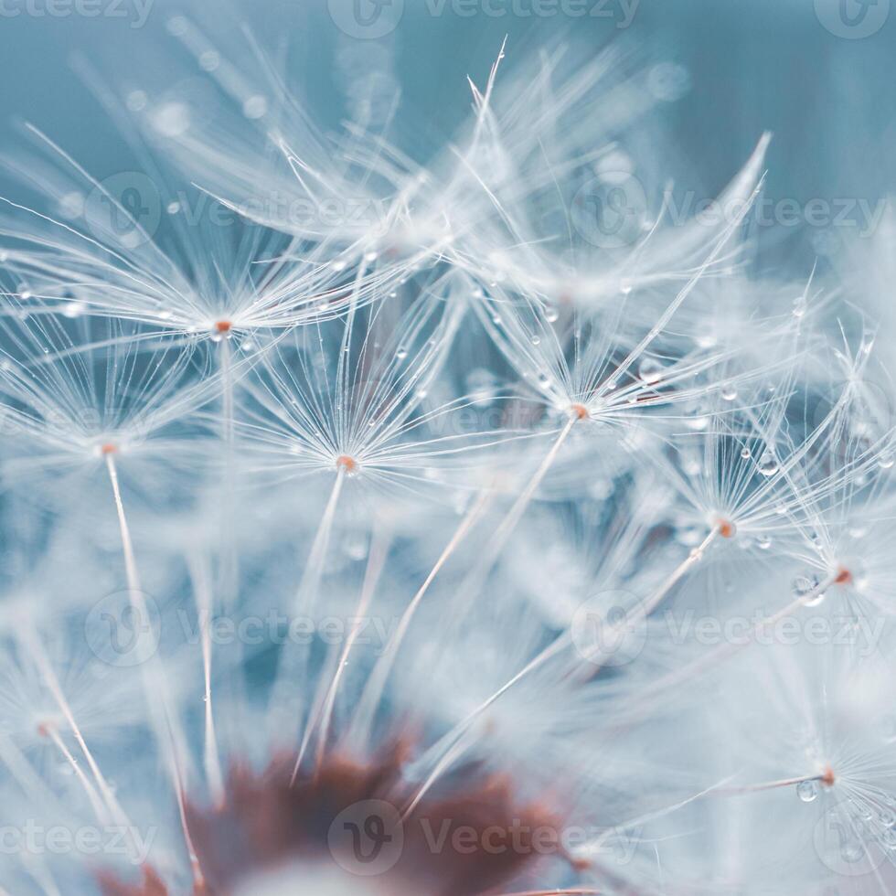 lindo dente de leão flor semente dentro primavera, azul fundo foto