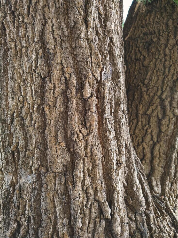fundo do rugosidade latido textura do a velho grande árvore tronco dentro vertical quadro, Armação foto