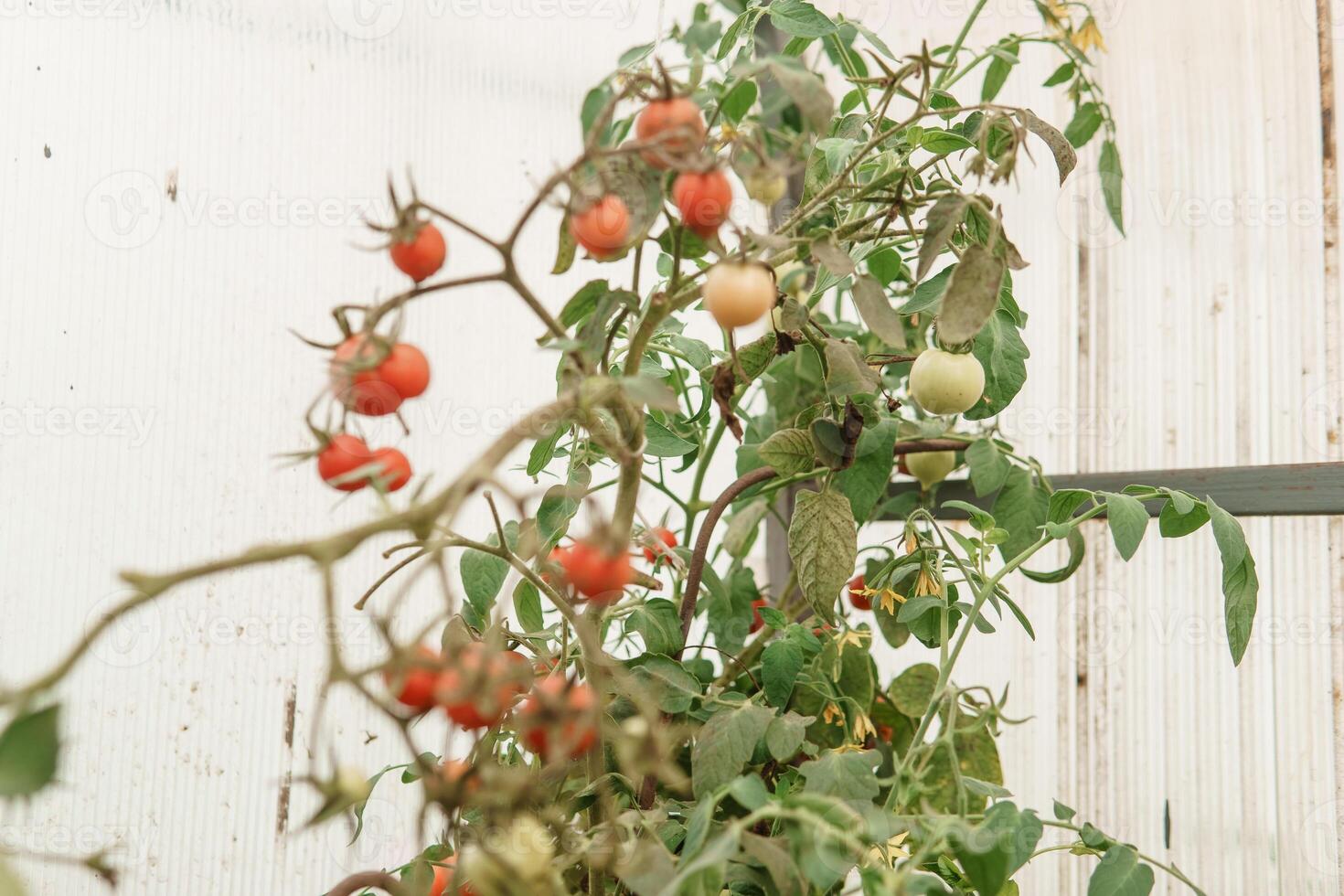 tomates estão suspensão em uma ramo dentro a estufa. foto