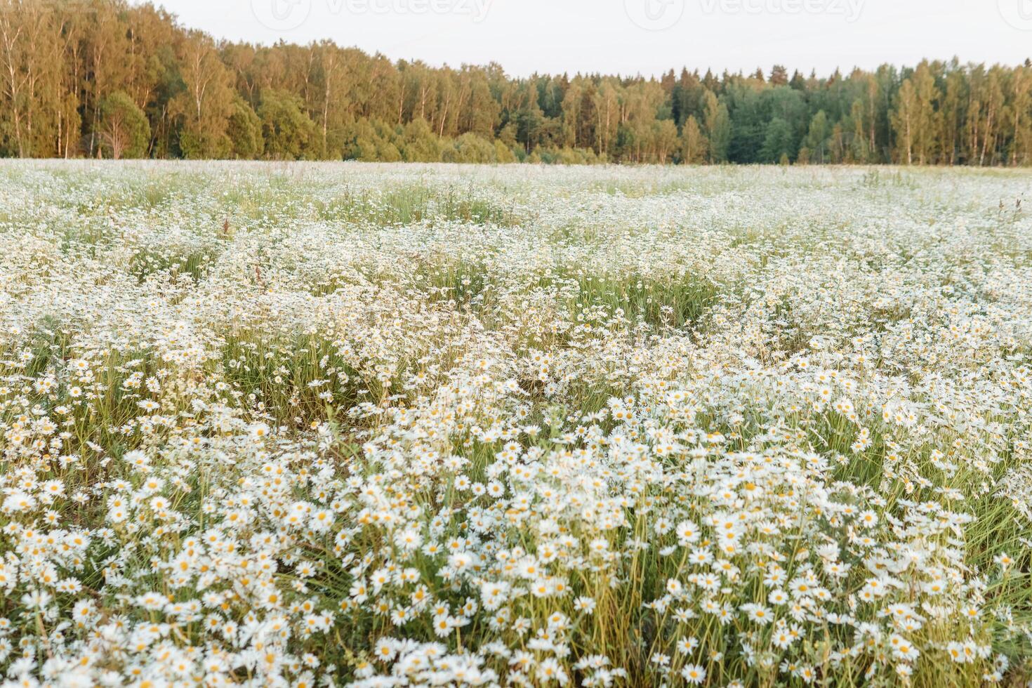uma espaçoso camomila campo dentro verão. uma ampla campo do floração margaridas. a conceito do agricultura e a cultivo do útil medicinal ervas. foto