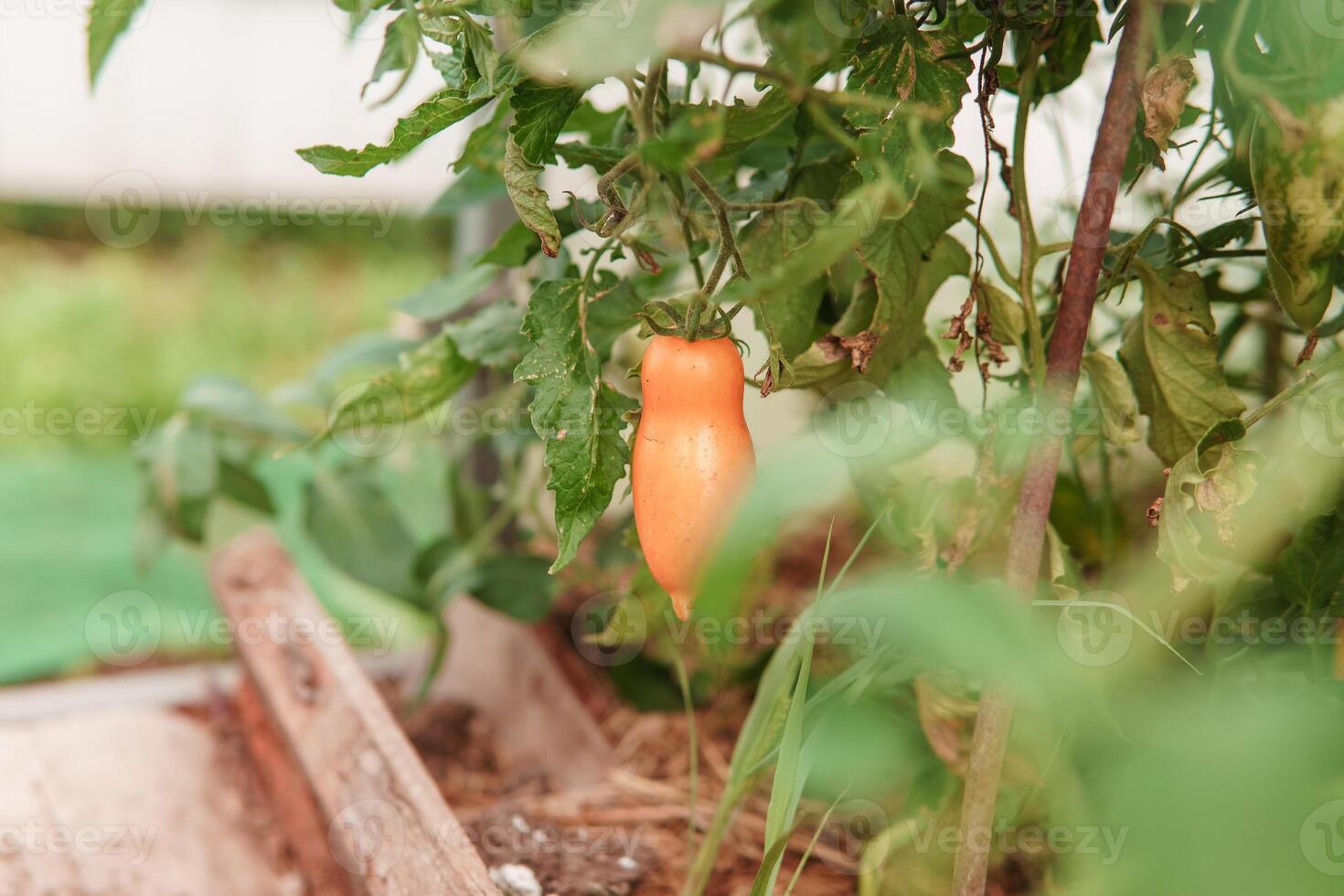 tomates estão suspensão em uma ramo dentro a estufa. foto