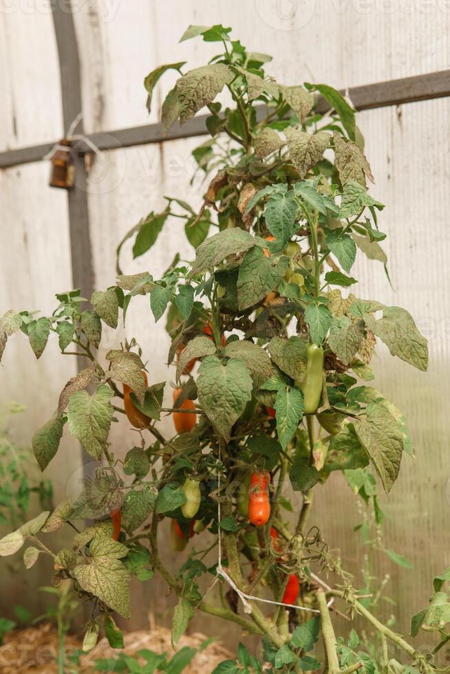 tomates estão suspensão em uma ramo dentro a estufa. a conceito do jardinagem e vida dentro a país. uma ampla estufa para crescendo caseiro tomates. foto