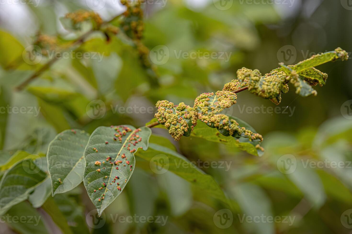 plantar folhas cheio do galhas causou de ácaros foto