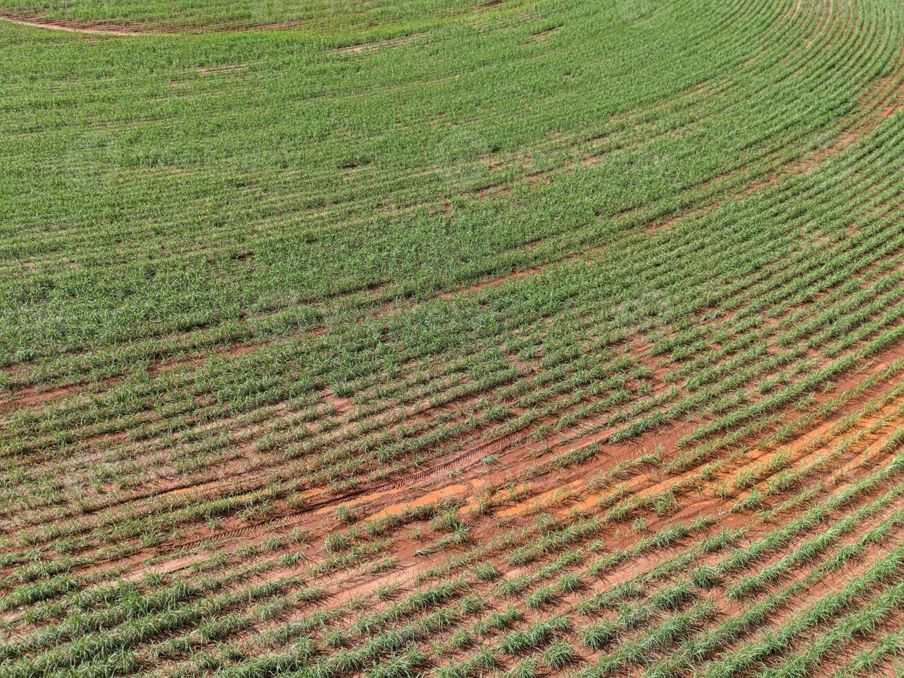 campo açúcar bengala cultivo foto