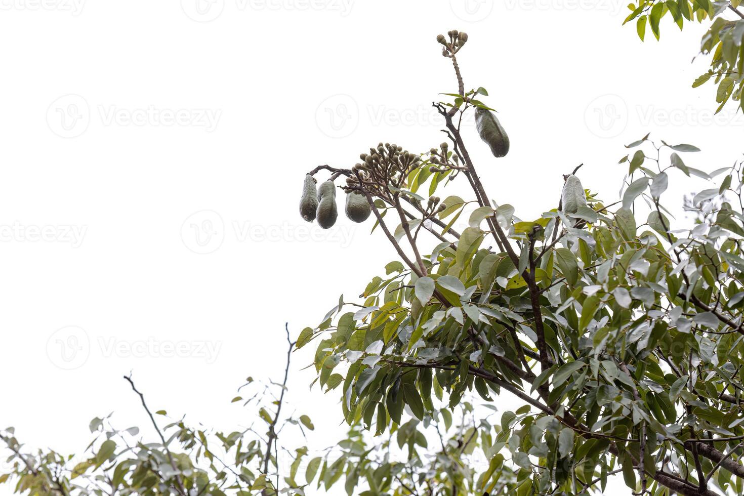 árvore de pé fedorento com frutas foto