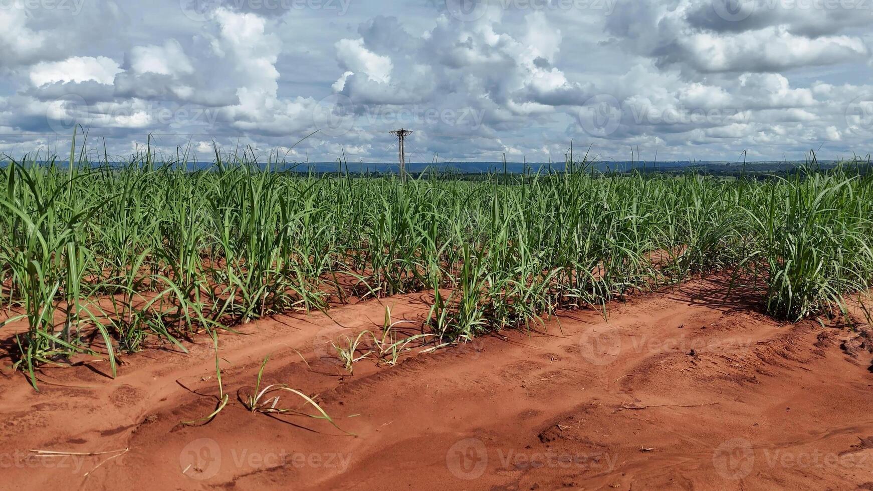 campo açúcar bengala cultivo foto