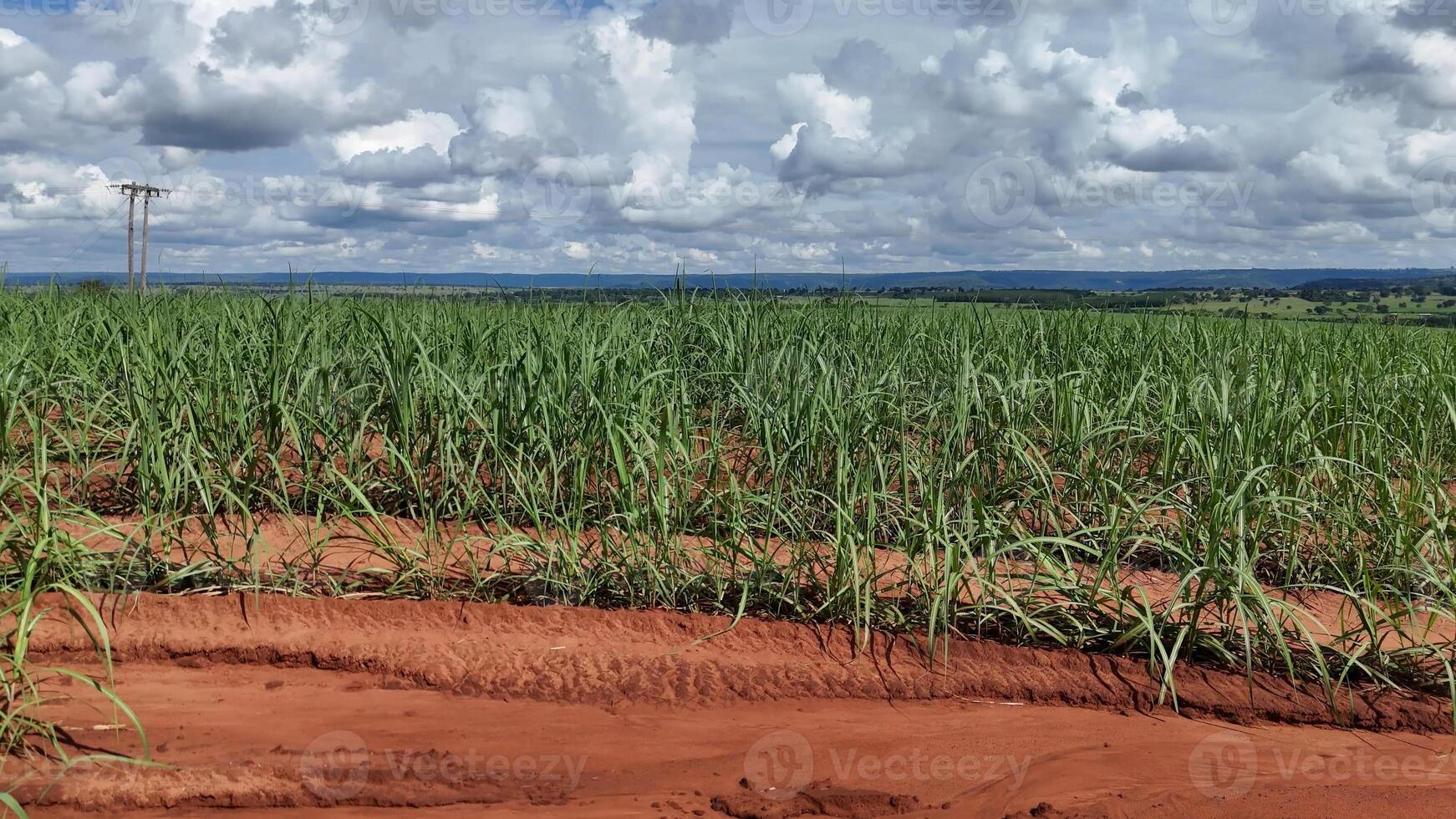 campo açúcar bengala cultivo foto