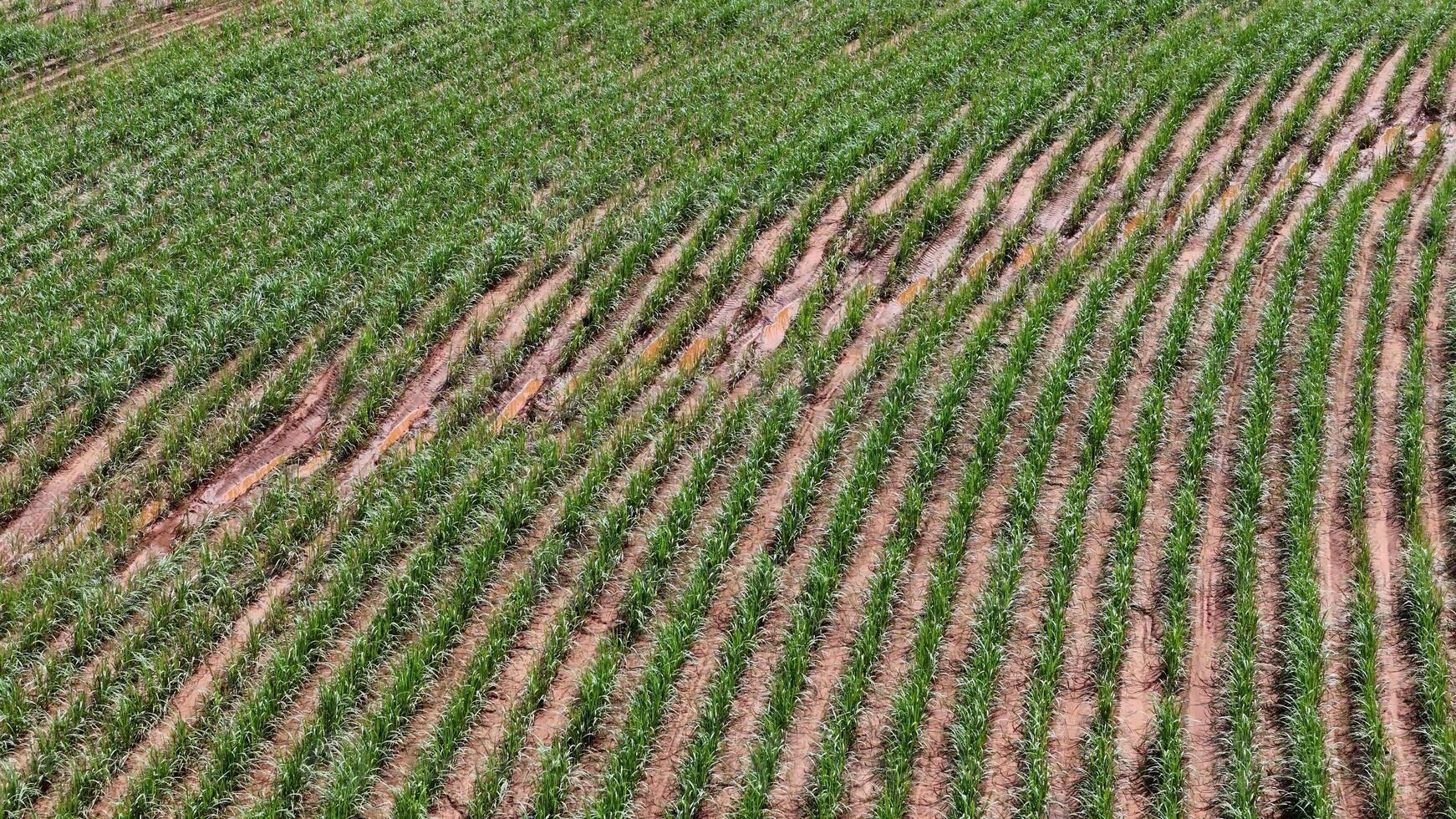 campo açúcar bengala cultivo foto