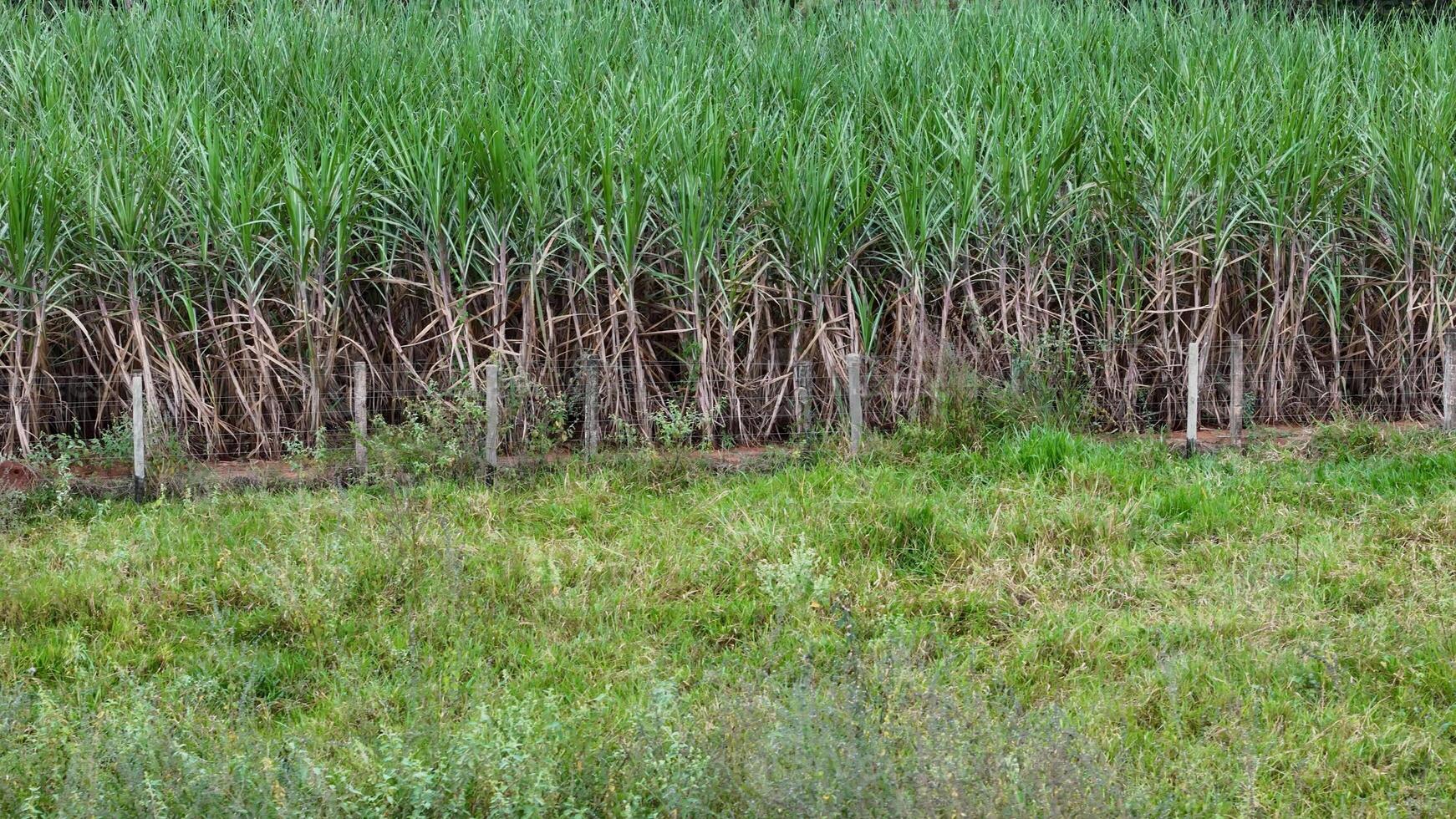 açúcar bengala plantação foto