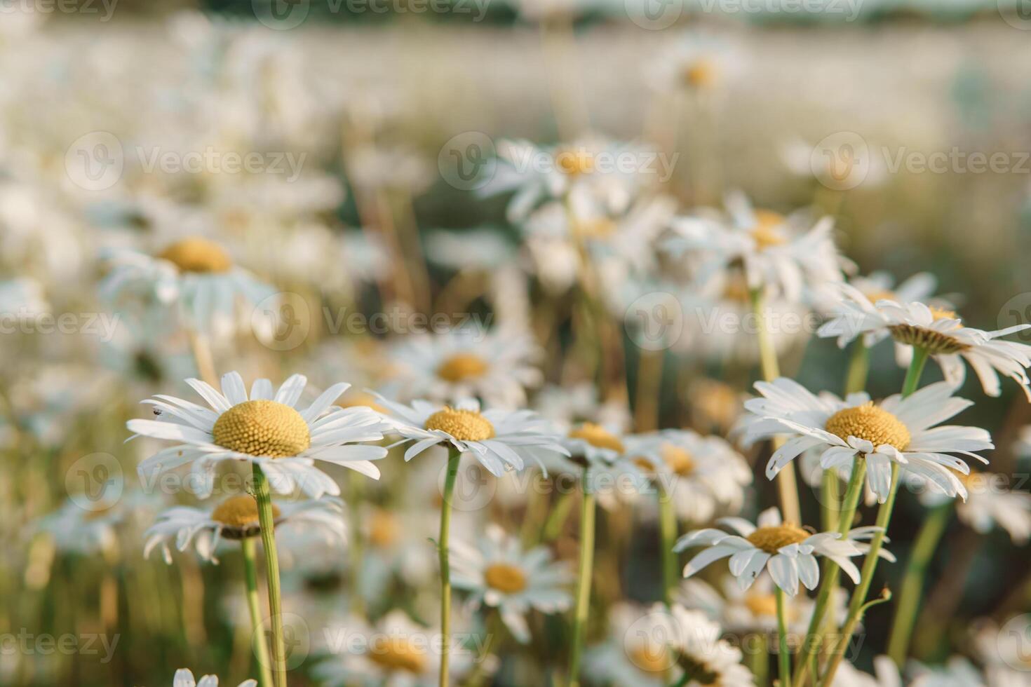 camomila flores dentro fechar-se. uma ampla campo do floração margaridas. a conceito do agricultura e a cultivo do útil medicinal ervas. foto