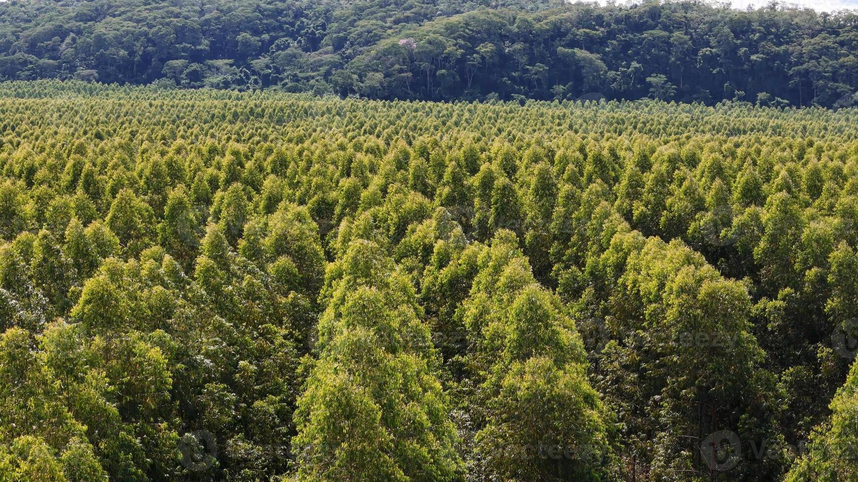 cultivo do eucalipto árvores foto