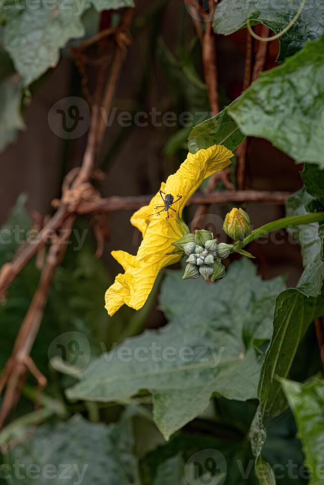 esponja cabaça amarelo flor foto