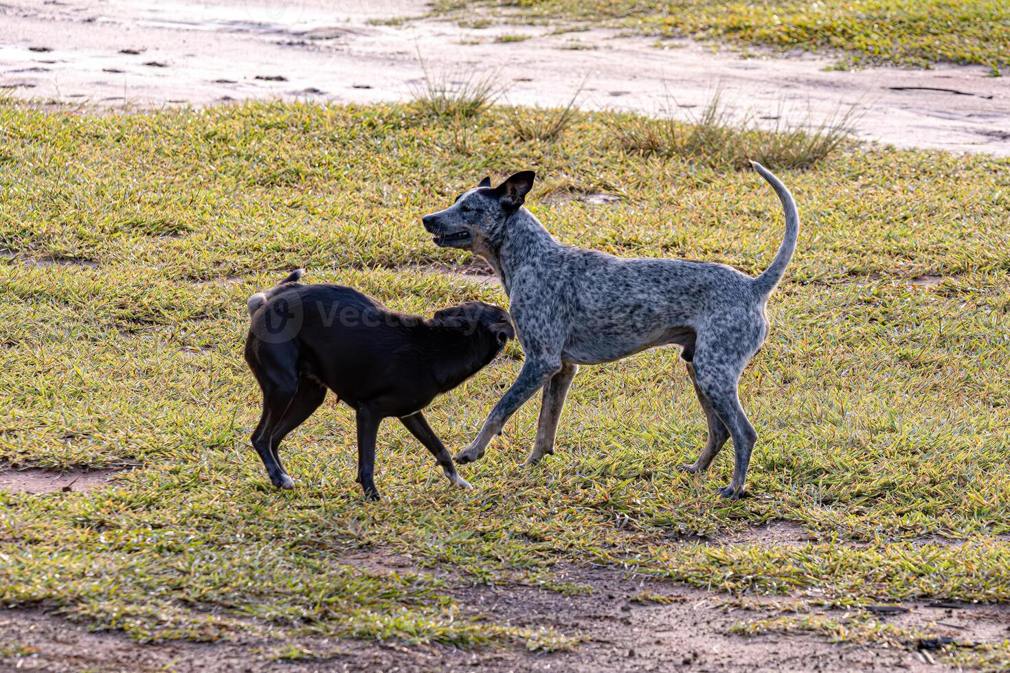 cachorros animais jogando dentro a campo foto