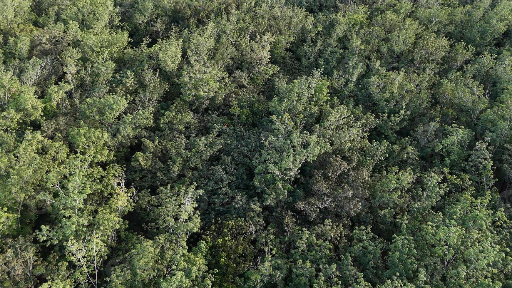 borracha árvore floresta para látex Extração foto