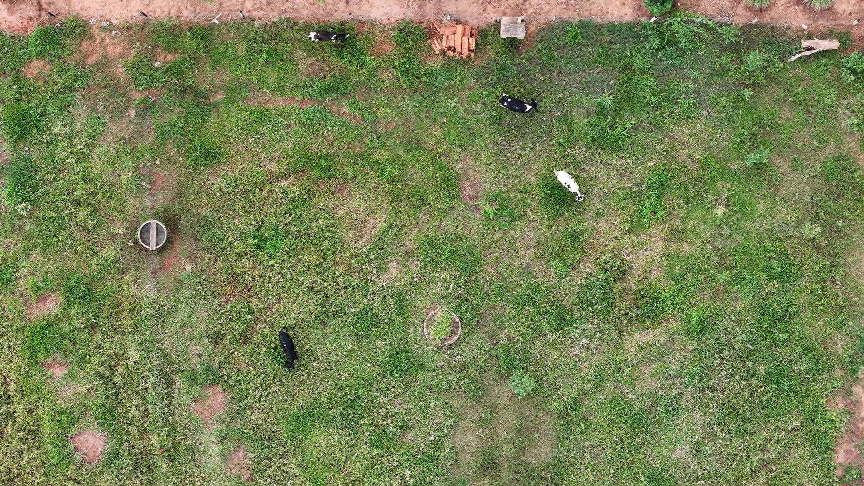 gado vacas pastar dentro a campo foto