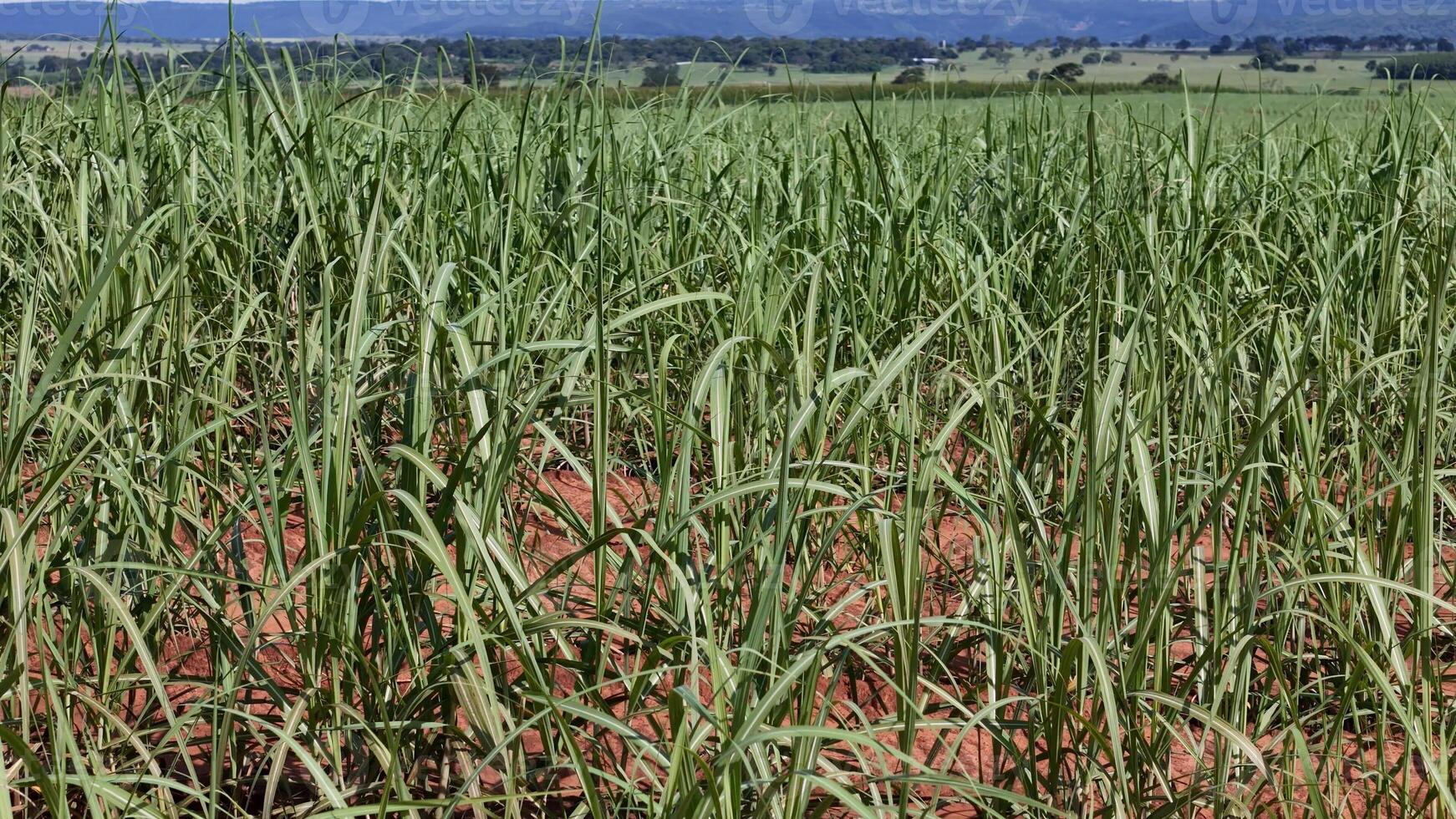 campo açúcar bengala cultivo foto