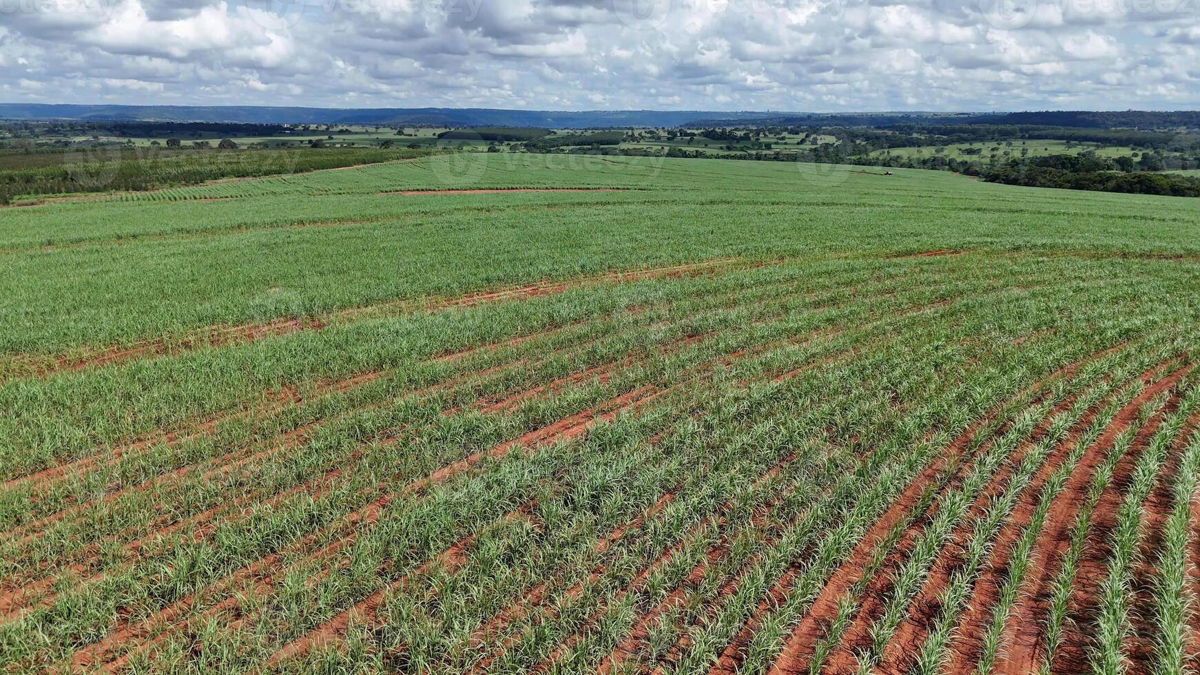 campo açúcar bengala cultivo foto