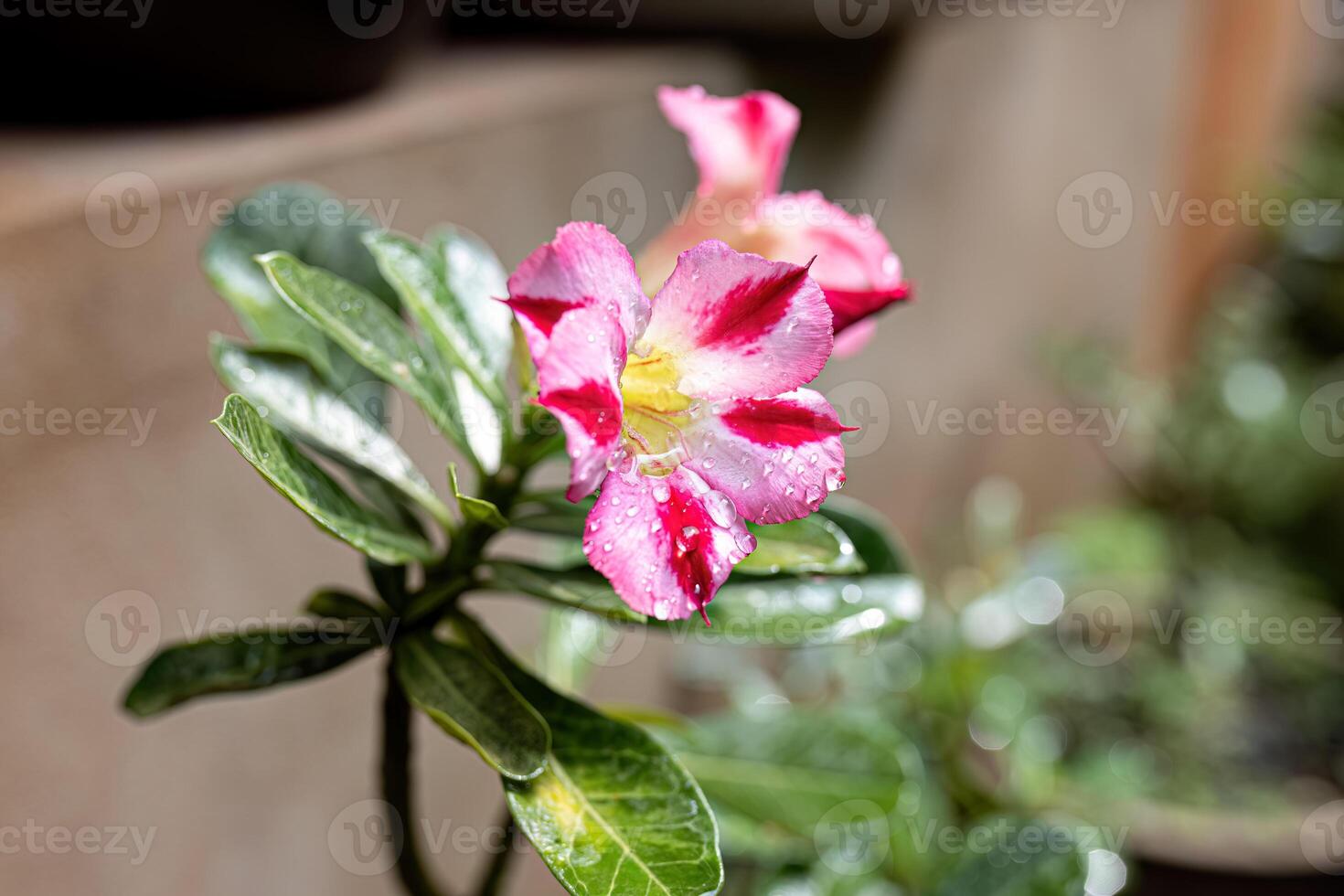 planta rosa do deserto foto