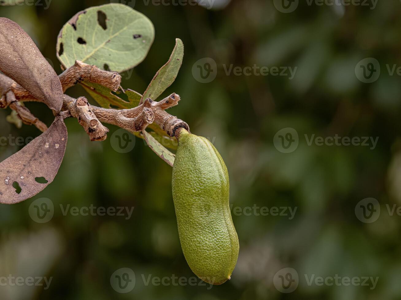 árvore de pé fedorento com frutas foto