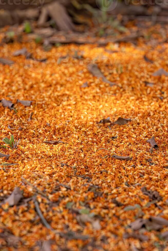 masculino flores do a buriti Palma árvore foto