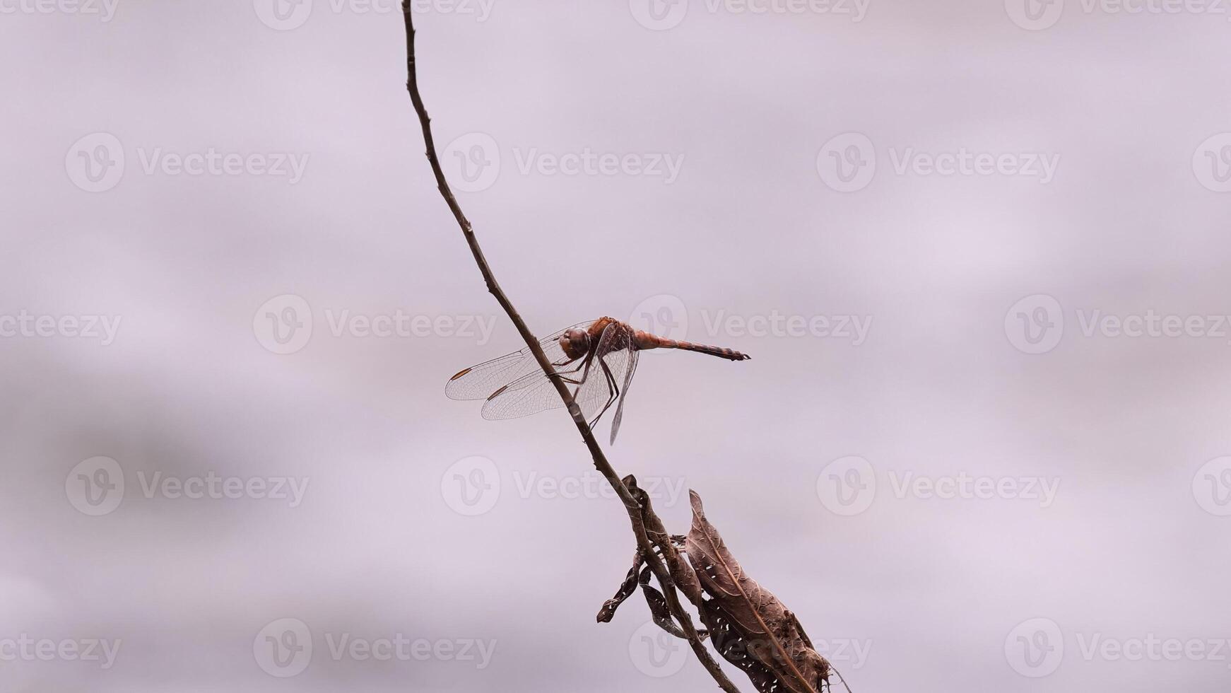 inseto libélula adulto foto