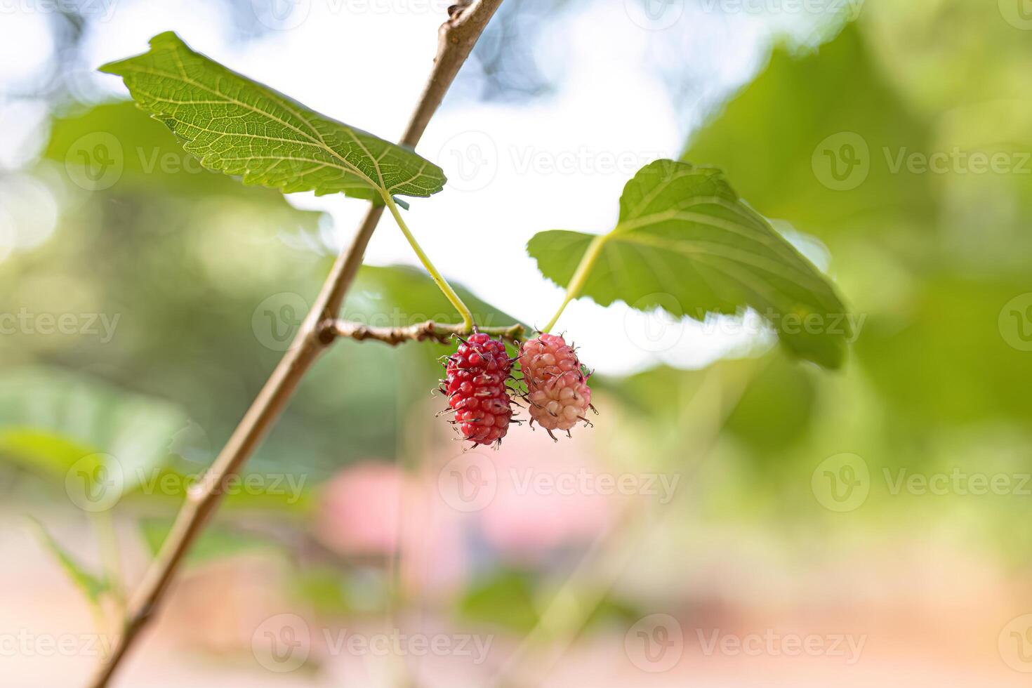 pequenas frutas de amora foto