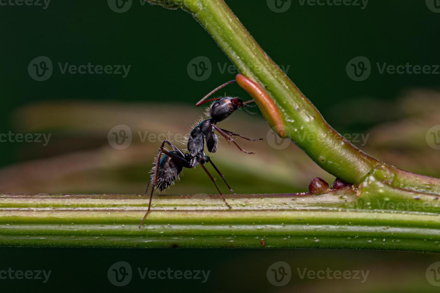 carpinteiro formiga comendo em a extrafloral nectário foto